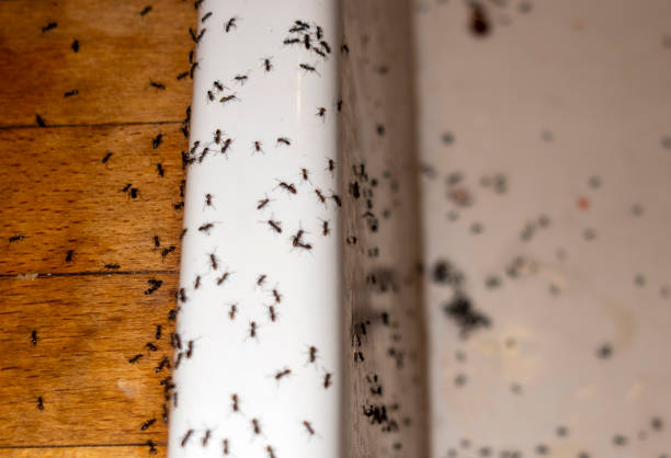 Best Spider Control Near Me  in La Croft, OH