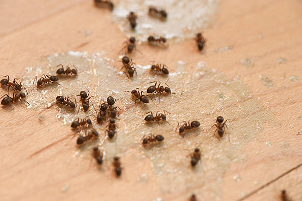  La Croft, OH Pest Control Pros